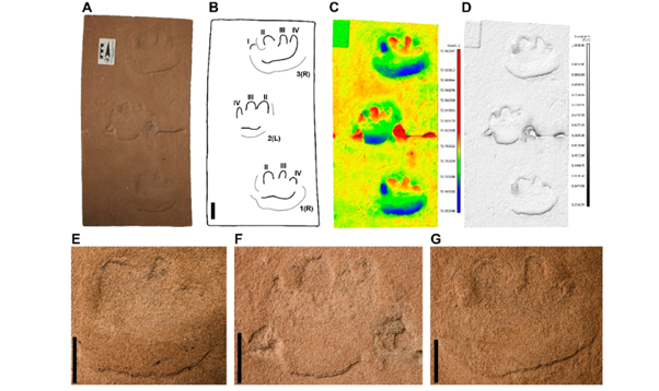 Orthophotos of the trackway (A) Interpretative outline drawing (B), false-color elevation map (C), and inclination map with low-angle shaded relief (D) and individual tracks (E–G). Scale bars =50 mm. Orthophotos of the trackway (A) Interpretative outline drawing (B), false-color elevation map (C), and inclination map with low-angle shaded relief (D) and individual tracks (E–G). Scale bars =50 mm.